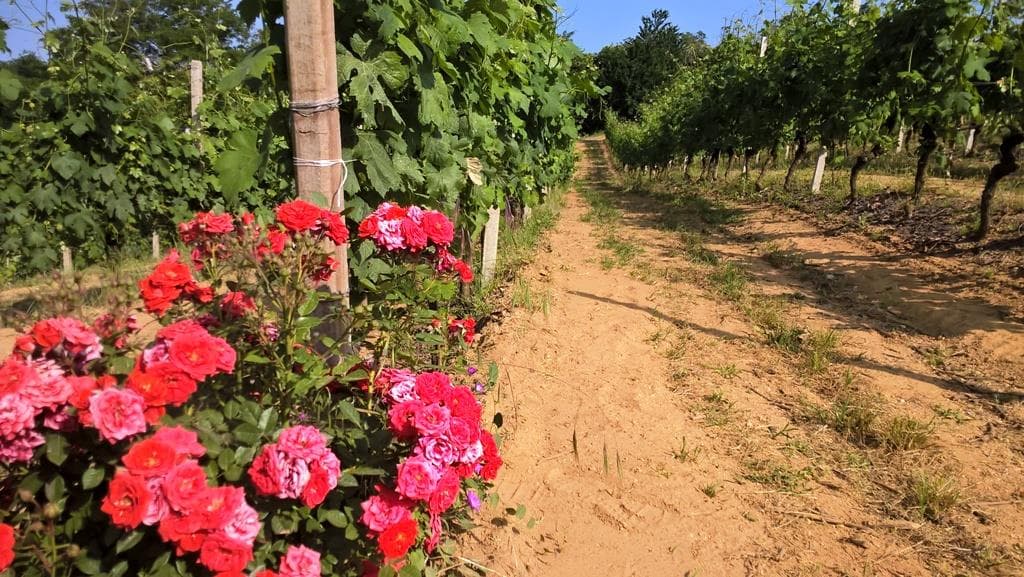 Azienda Agricola Cà di Tulin photo 5