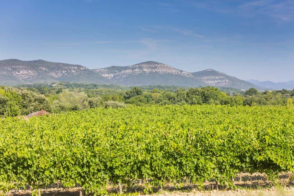 Noch nie dagewesene Tapas-Party bei Wein im Domaine Sainte Octime