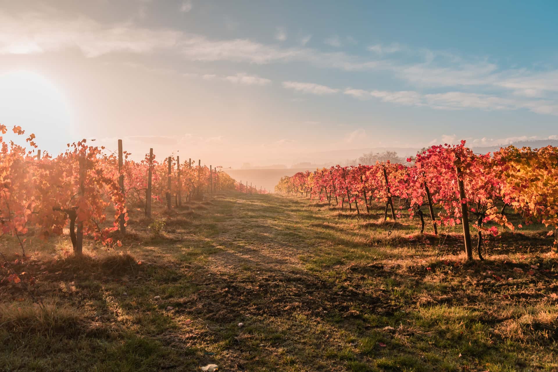 Degustação de vinhos e passeio pelos fascinantes vinhedos da…