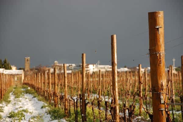 Azienda Agricola La Vinarte