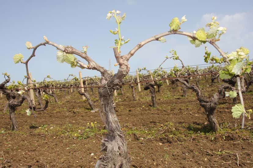 Sicily's Marsala Wine & Culinary Journey at Anabasis