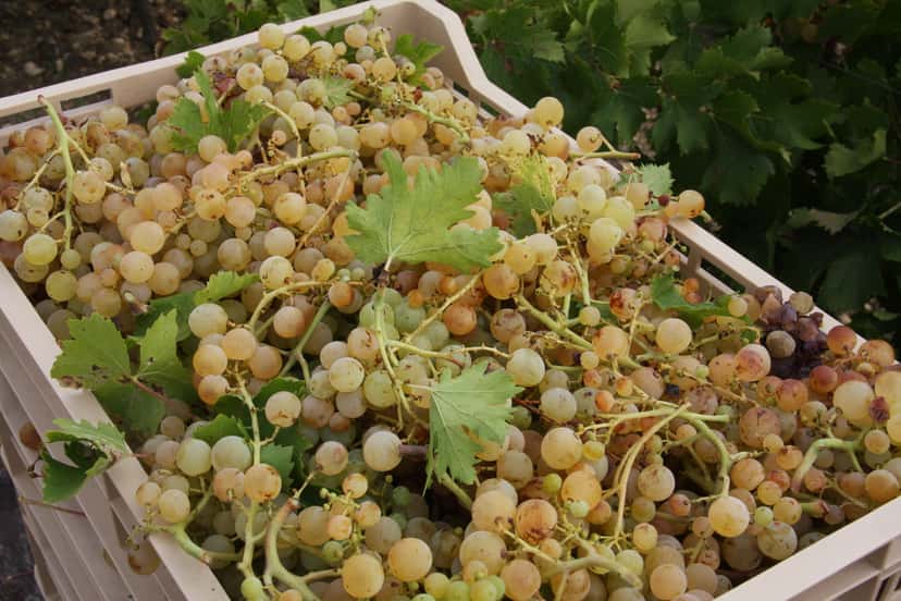 Sicily’s Anabasis Winery: Vine to Glass Journey