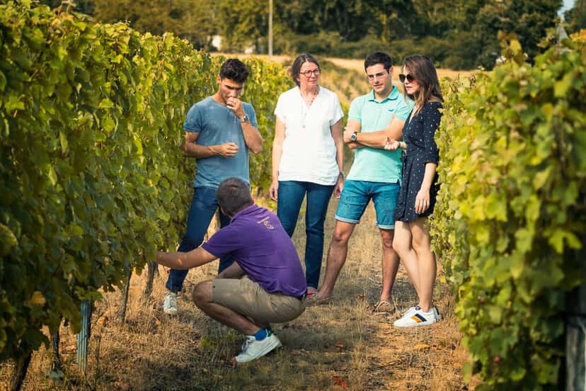 Loire Valley Winemaker’s Journey: Vineyard to Cellar