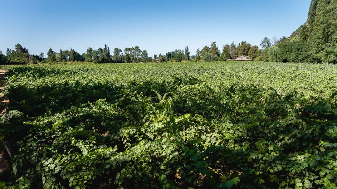 Personalisierte Verkostungstour mit einem Weinberg-Agronomen