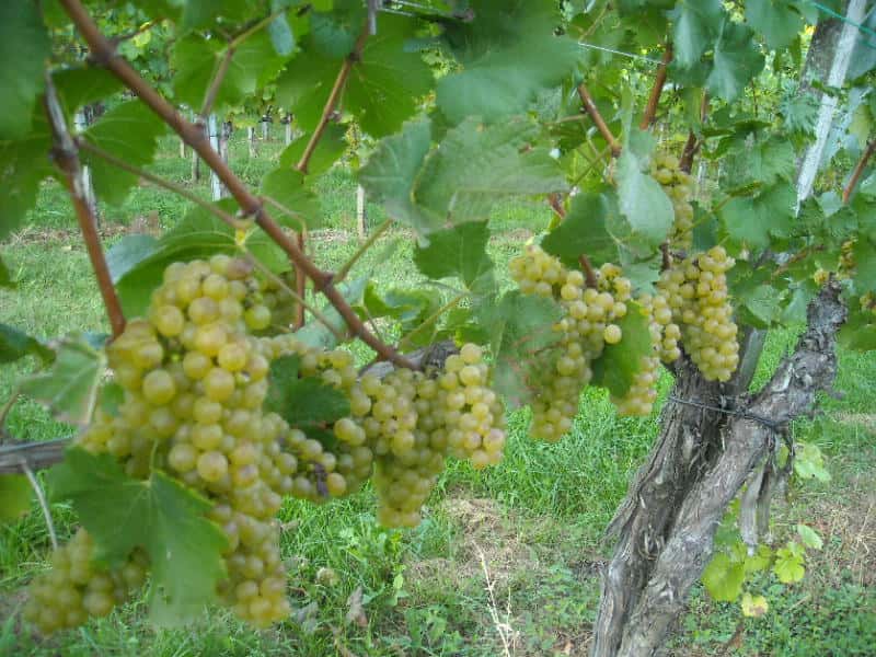 Rundtur och provsmakning på Winery Pock