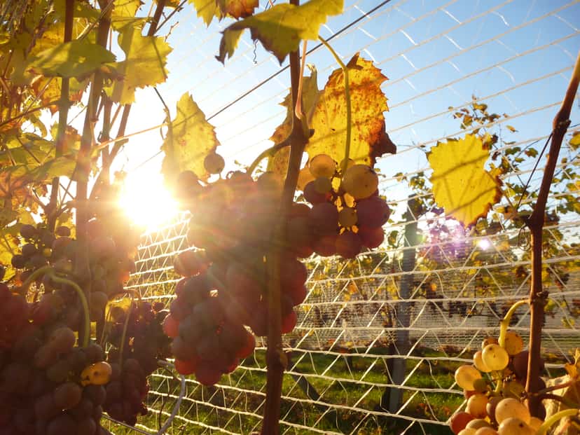 Visita y degustación en Bodega Pock