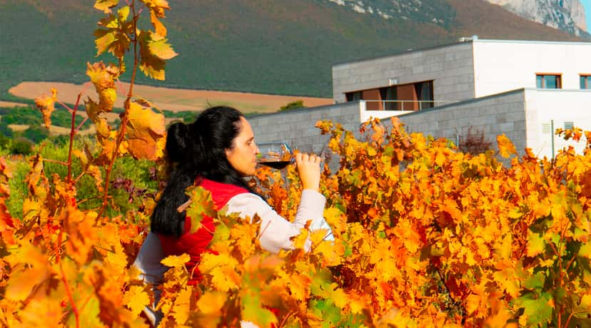 Rioja Vineyard Journey: Tasting & Tour at Lozano