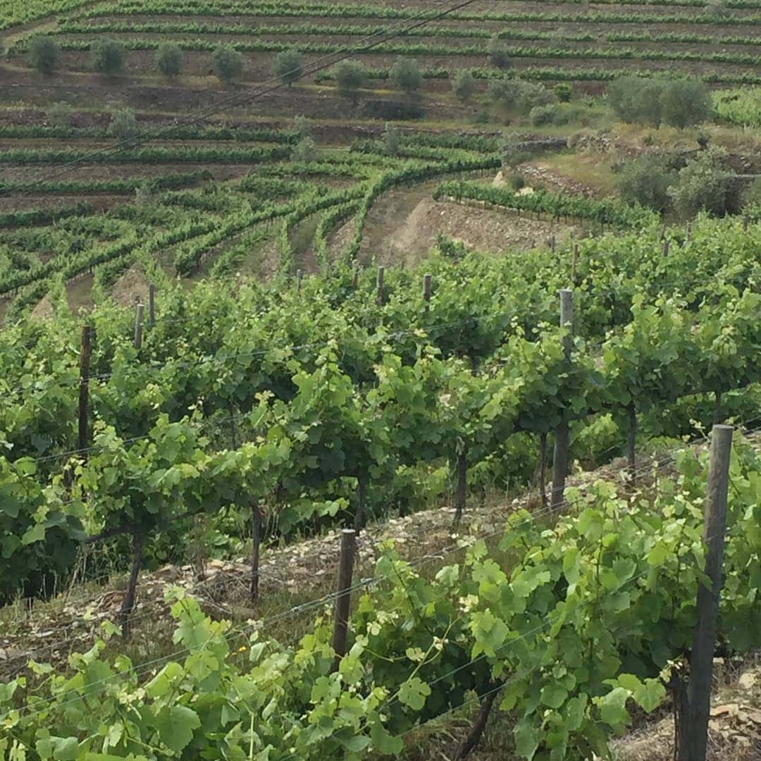 Visita e Prova de vinhos na Quinta de Cottas