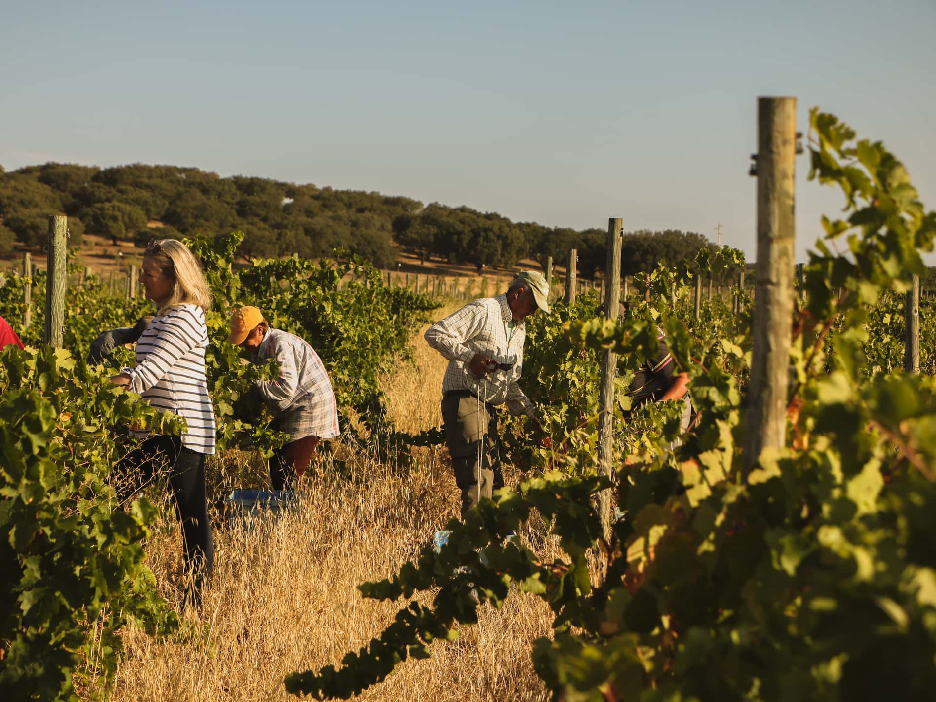 Alentejo Wine Journey with Azamor's Oenologist