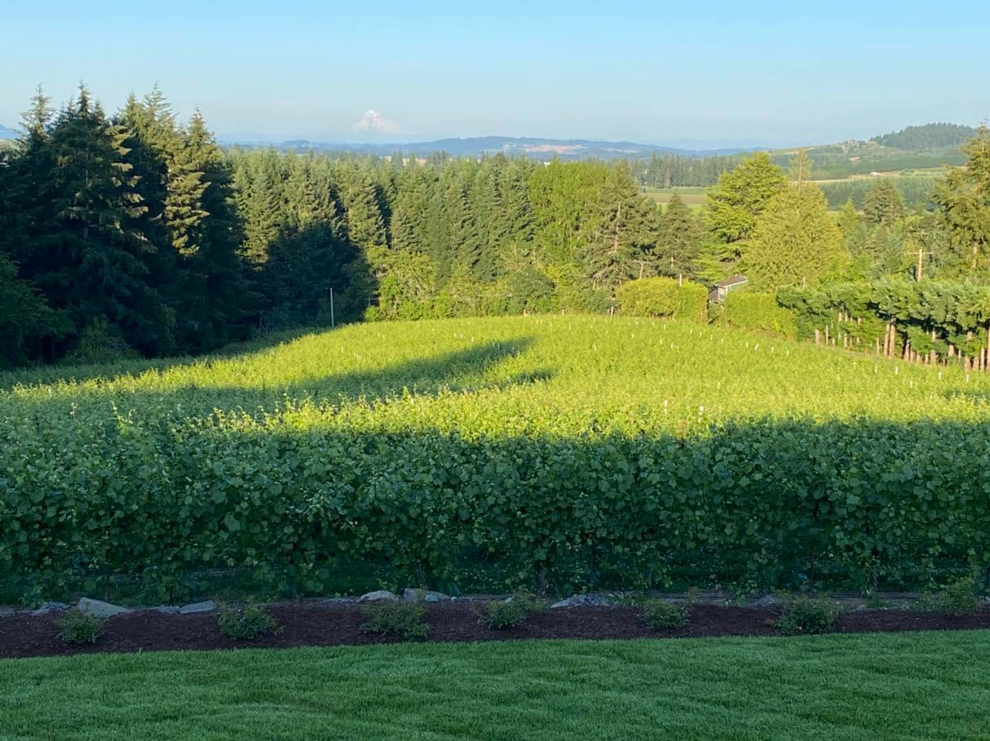 Weinprobe im Weingut Sidereus