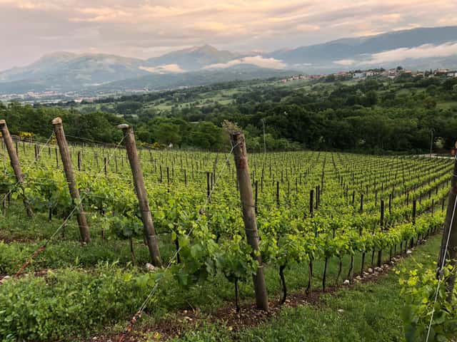 Cantina Castelsimoni