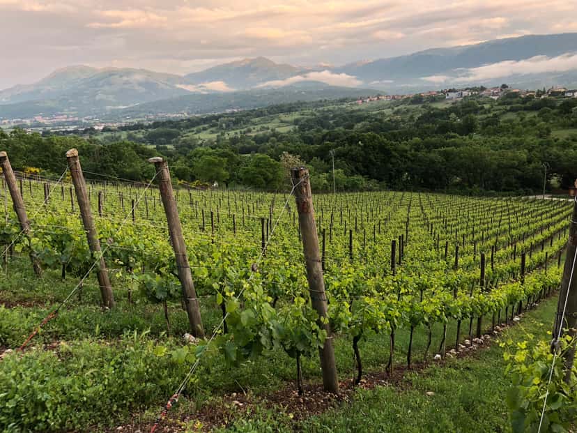 Cantina Castelsimoni