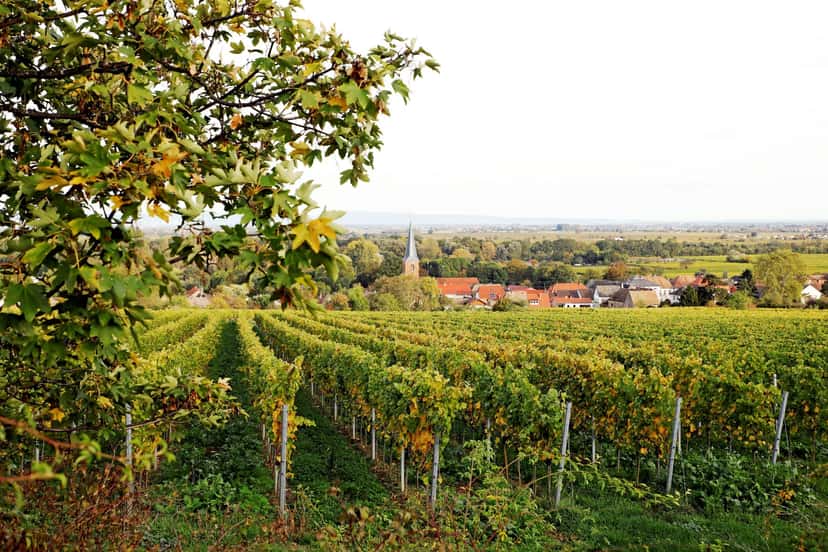 Pfalz Digital Wine Adventure at Forst Vineyards