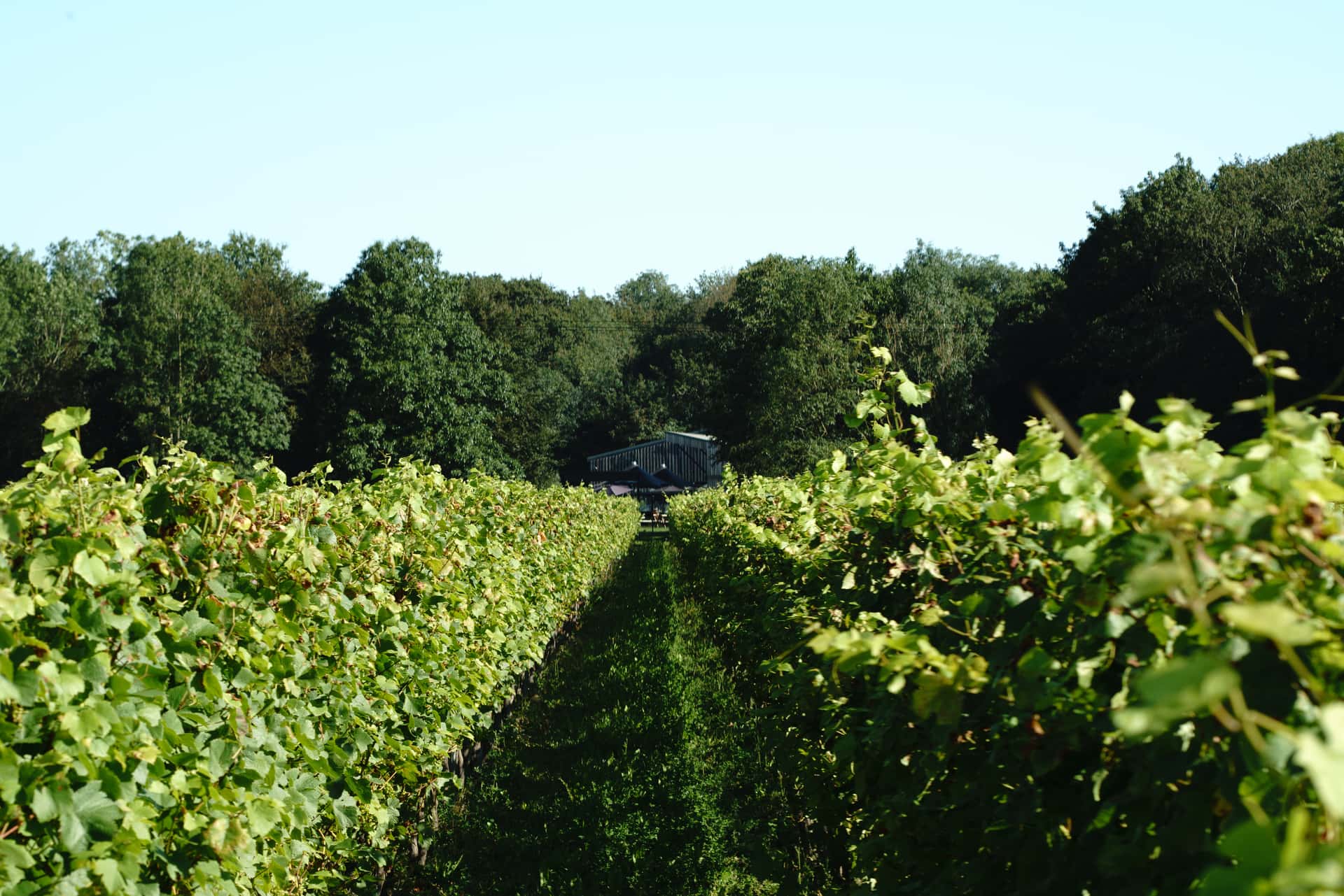 Tour dei vigneti e degustazione di vini al vigneto Tinwood Estate