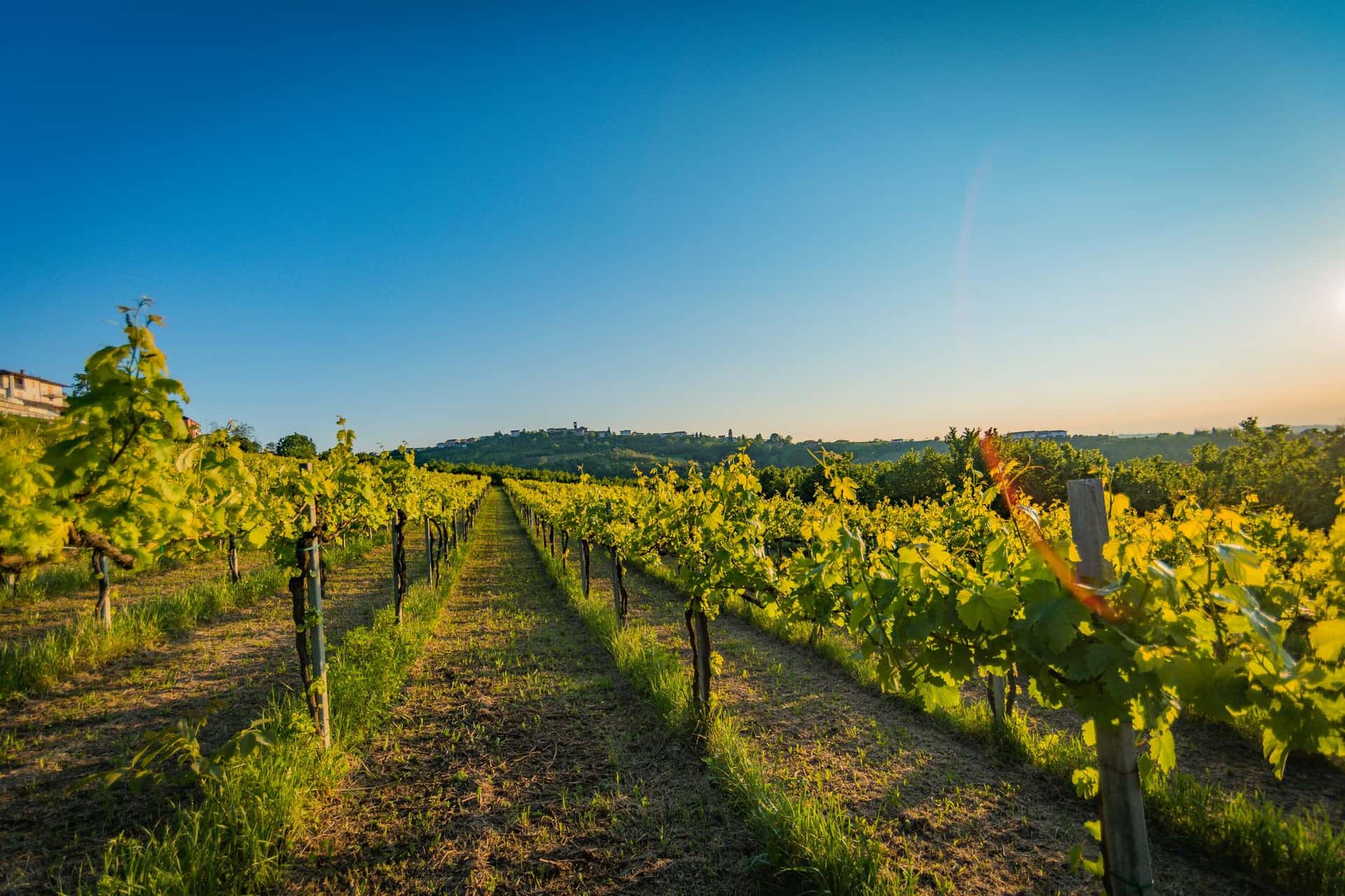 Weinprobe und Führung bei Azienda Agricola Giribaldi