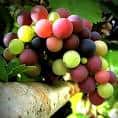 South African Private Wine Tour