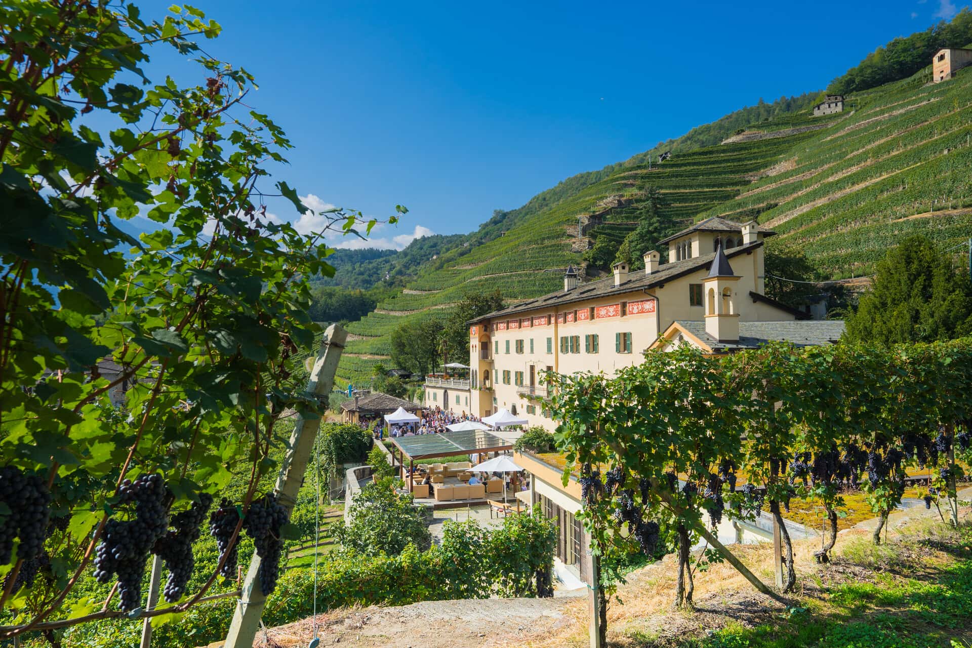 Wine Tasting and Tour at Casa Vinicola Triacca