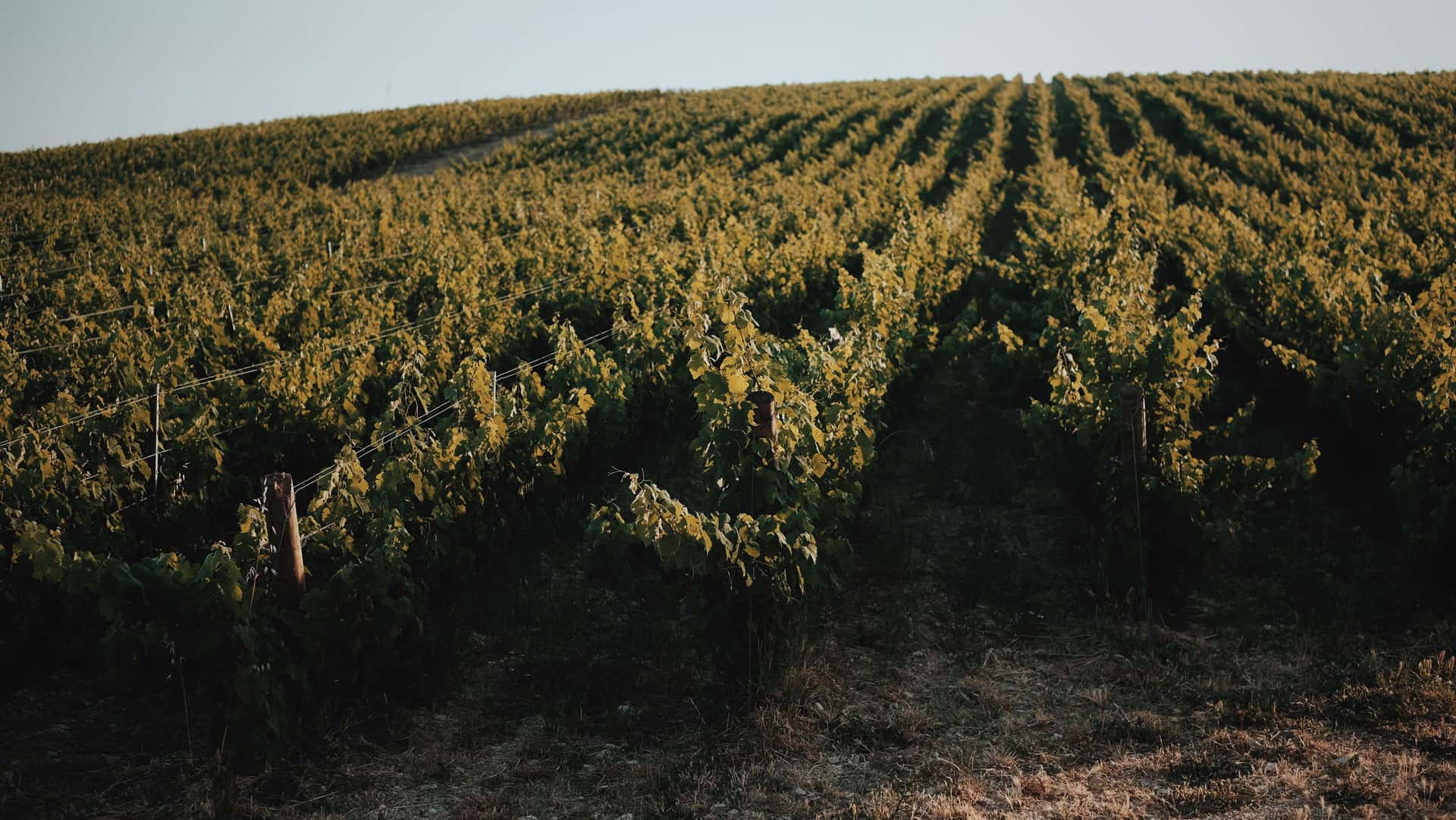 Vinprovning och middag på Kairos Vineyard