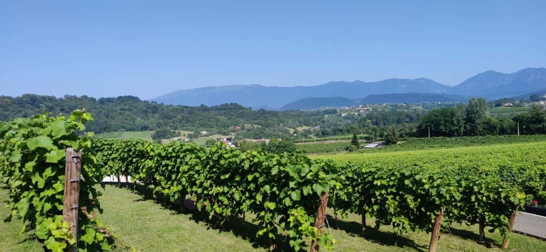 Stroll Veneto Vineyards & Taste Prosecco