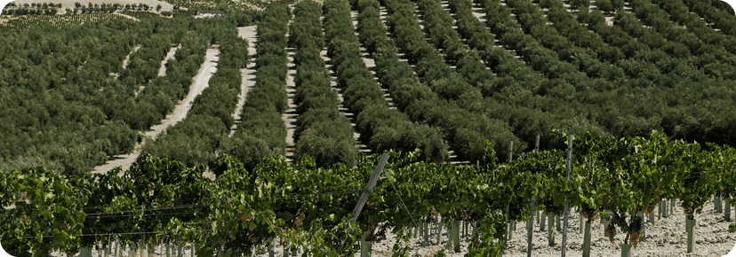 Montilla wine city