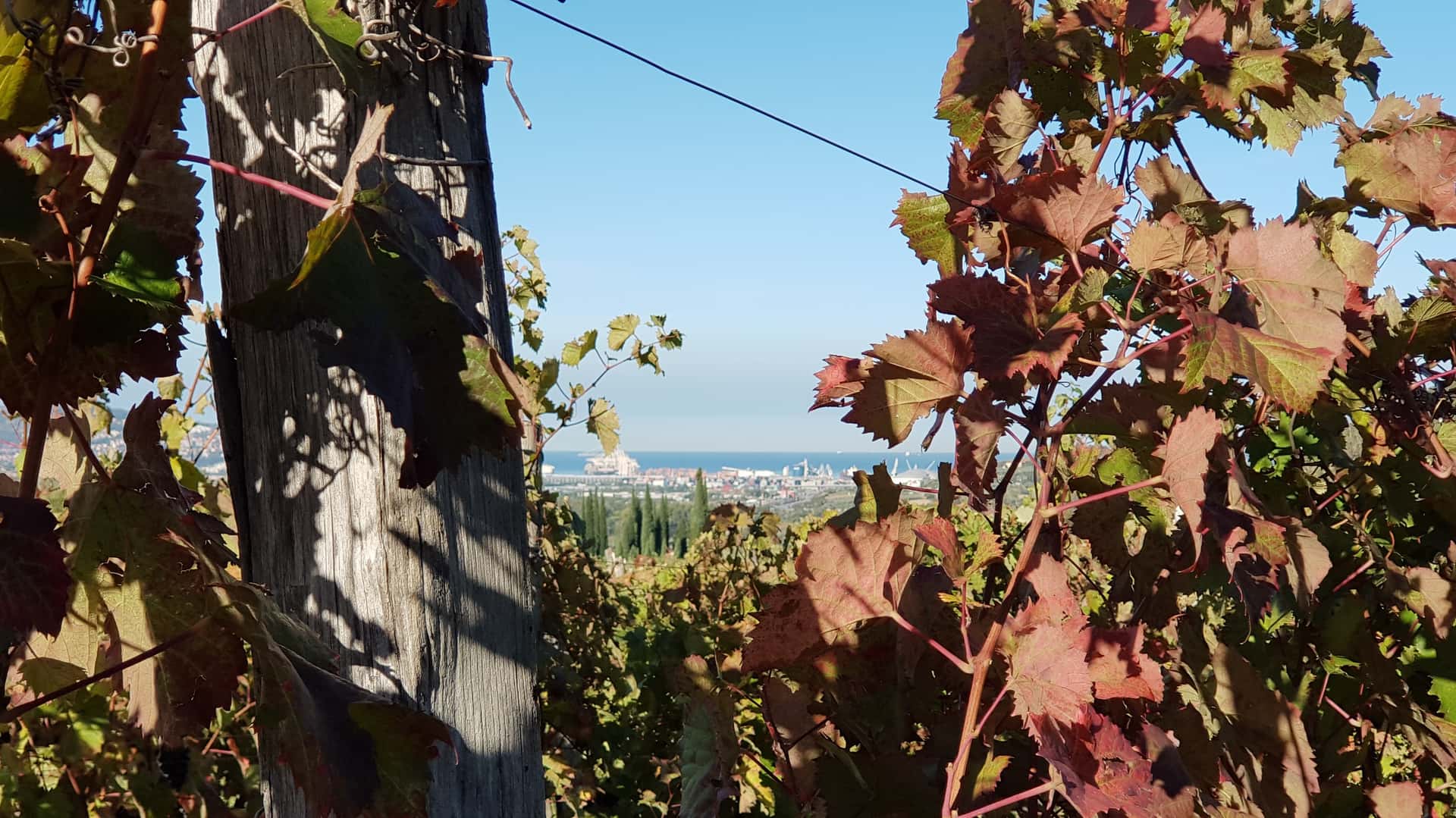 Vinprovning och rundtur på Vina Bordon