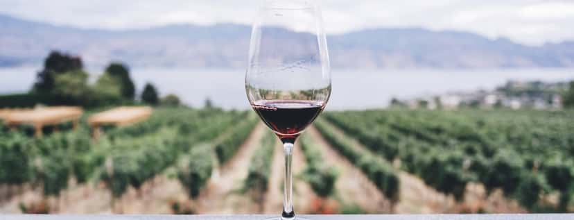 Visite des vignobles de la Masseria
