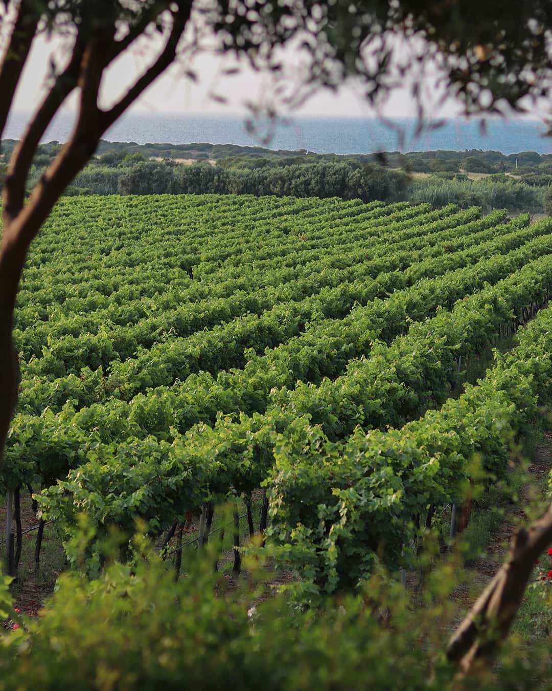 Sardinia Vineyard Walk & Wine Feast at Cantina Ligios