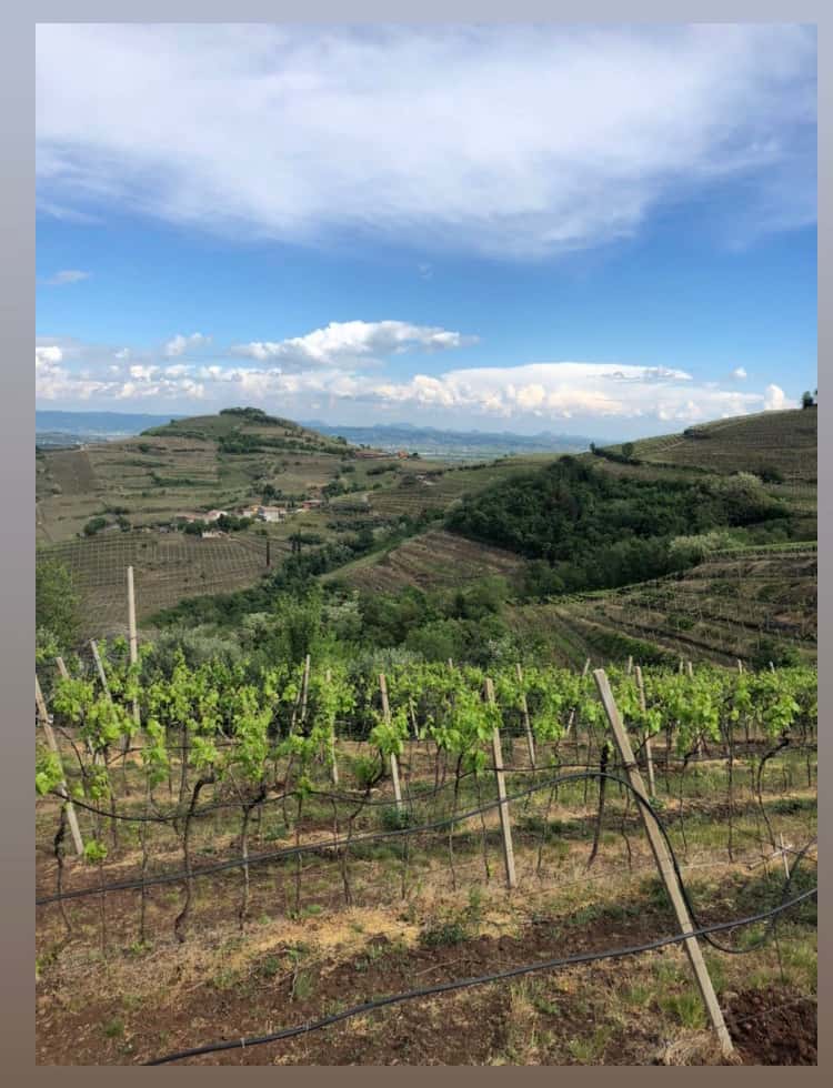 Explore Soave’s Old Vines: Rustic Veneto Escape