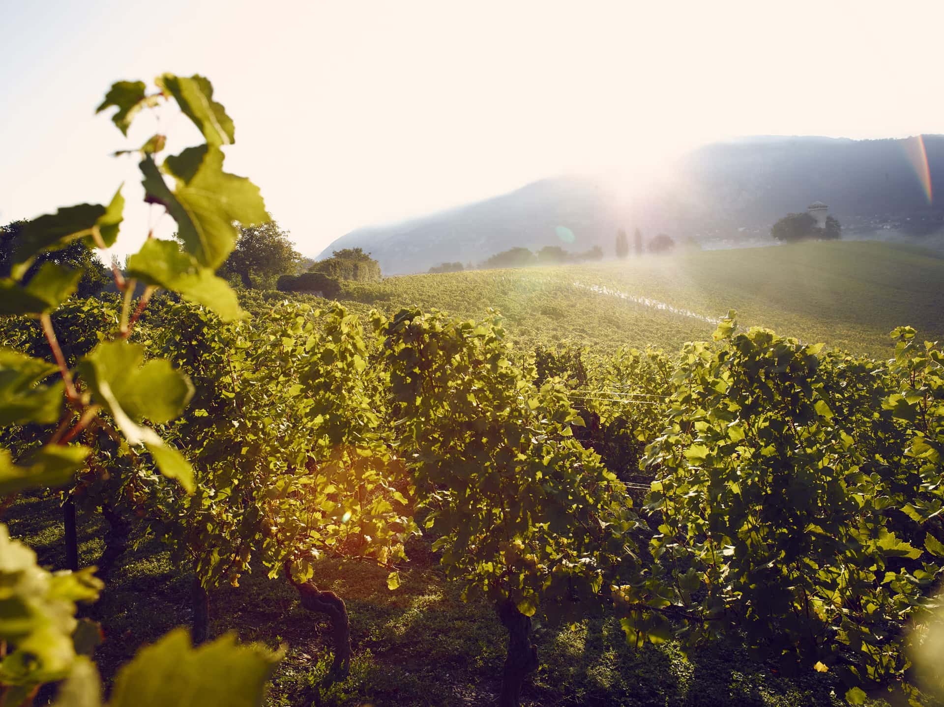 Tre ikoniska viner att upptäcka Genèves terroir med