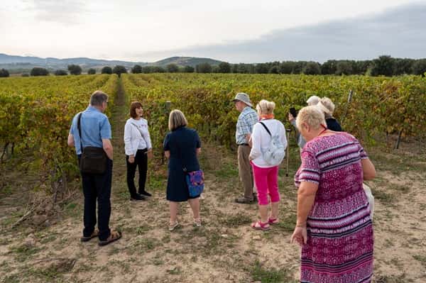 Vingårdstur med en sommelier