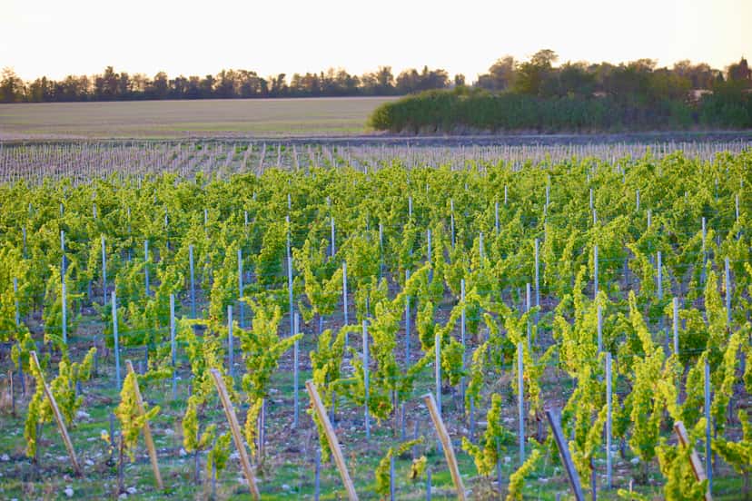 Domaine La Bouche Du Roi