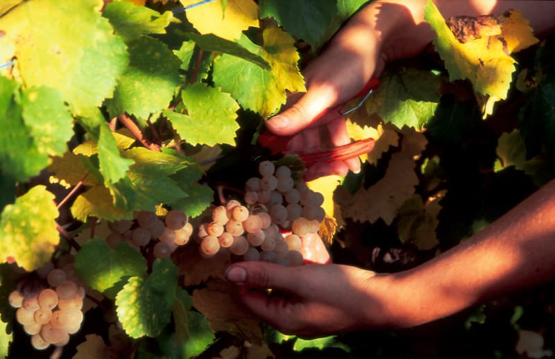Domaine Bott-Geyl photo 3