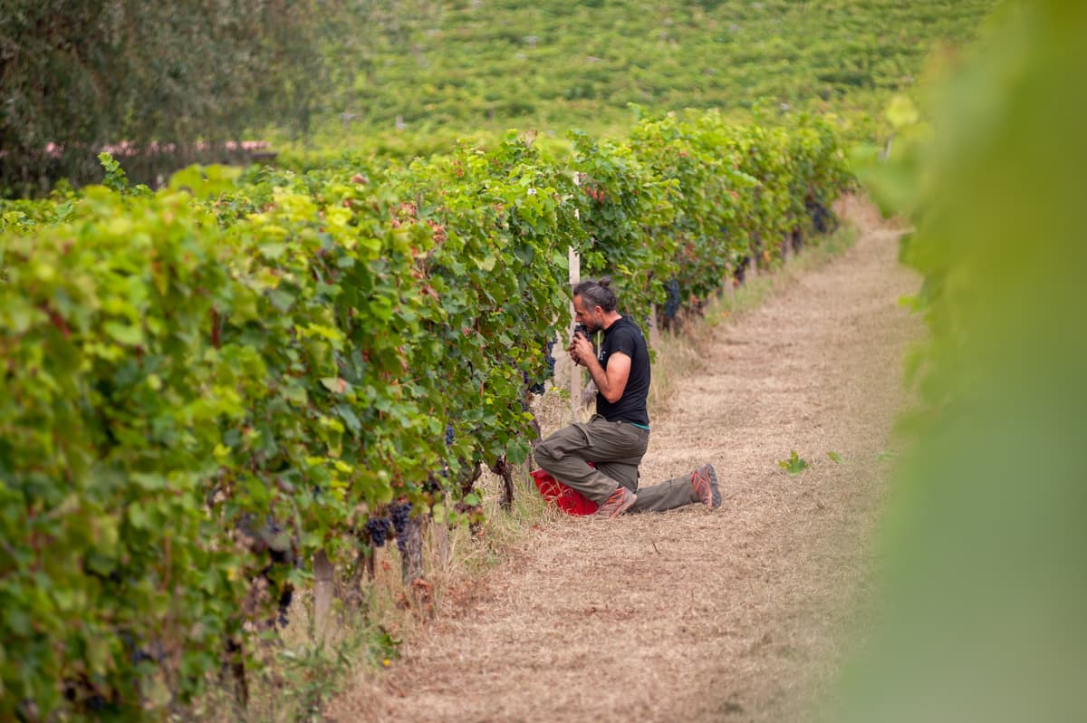 Asotom wines foto 3