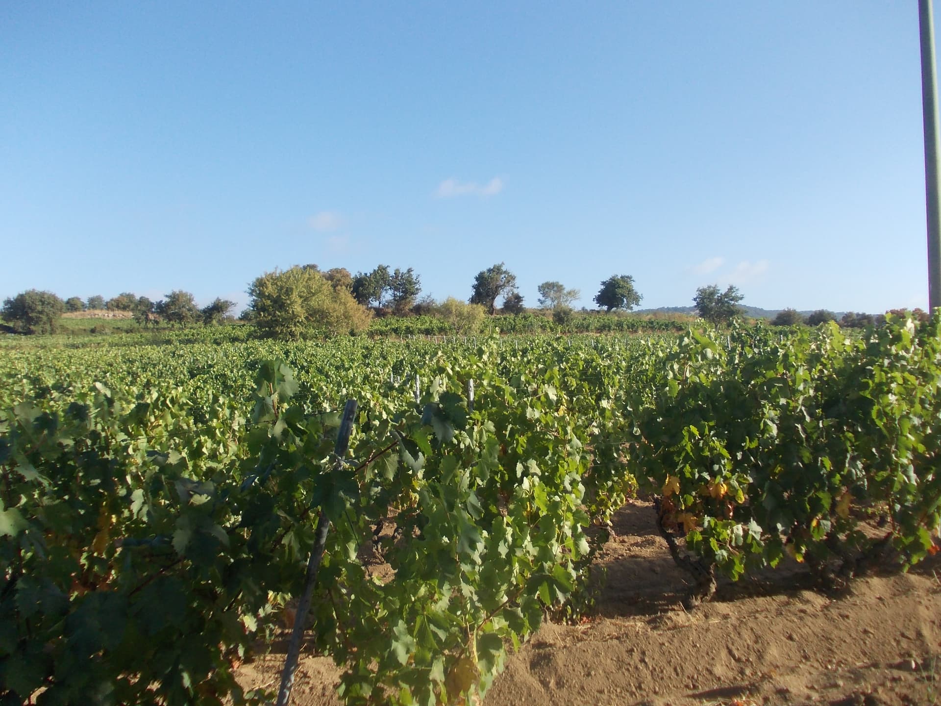 Cantina del Mandrolisai highlight