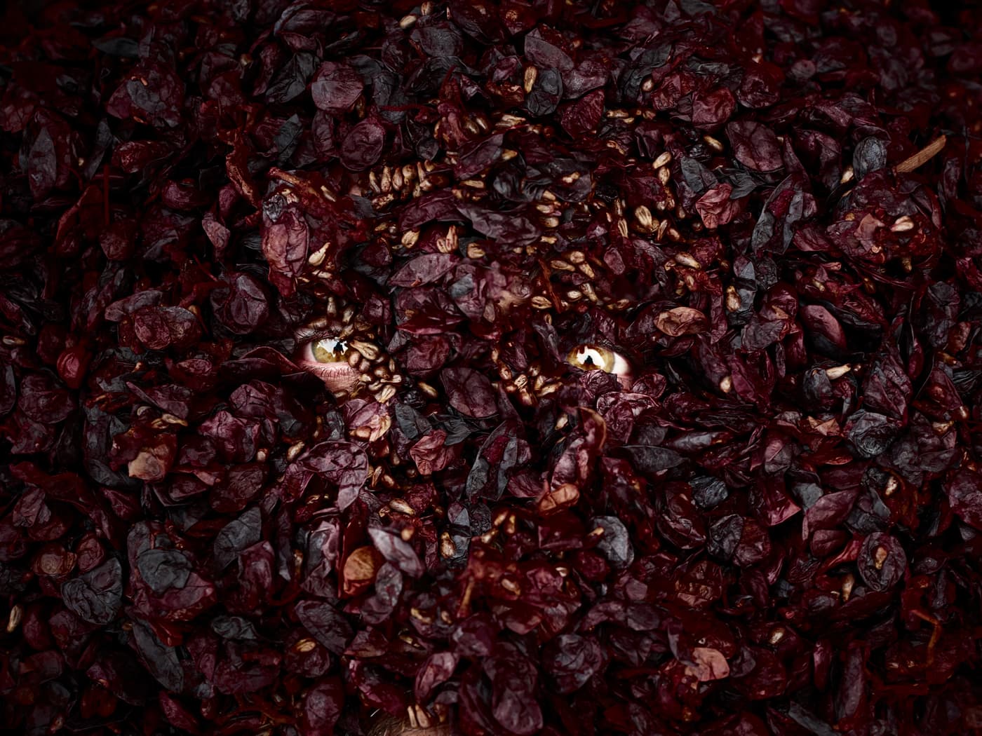 Destaque de Asotom wines