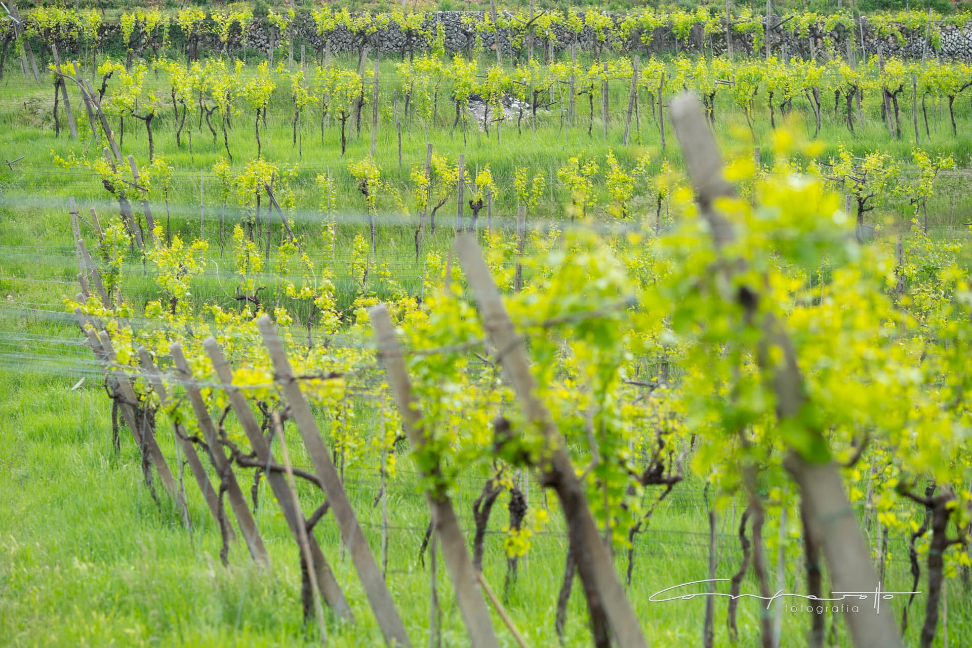 Destaque de Azienda Agricola Massaro Norma