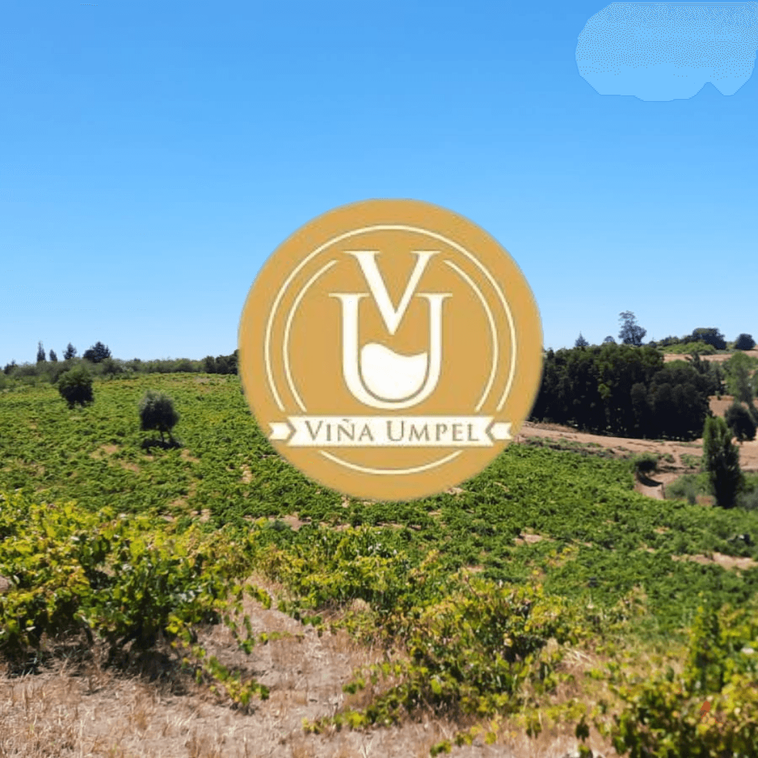 Experience the Heart of Wine Culture at Viña Umpel