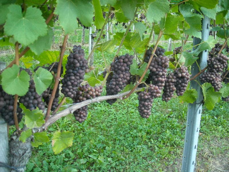 Rundtur och provsmakning på Winery Pock foto 3