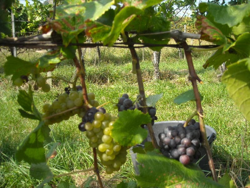 Rundtur och provsmakning på Winery Pock foto 4