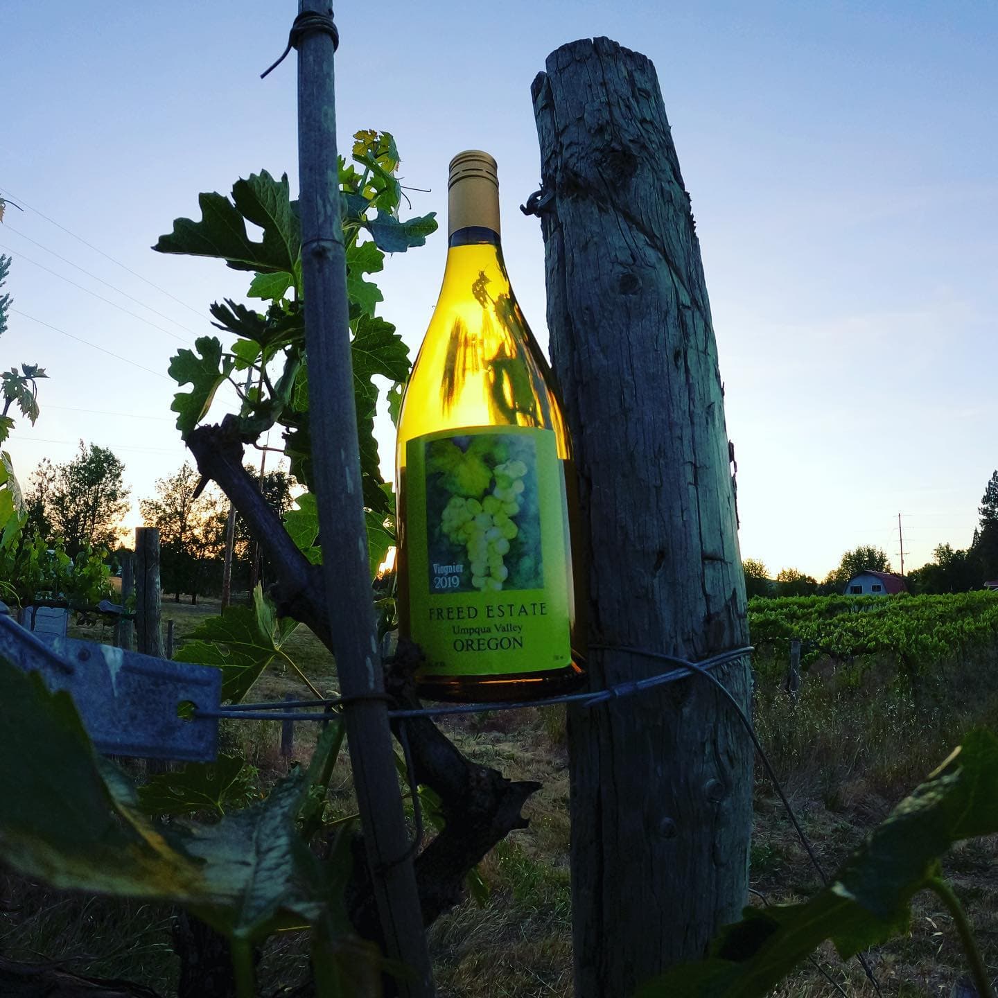 Freed Estate Winery photo 5