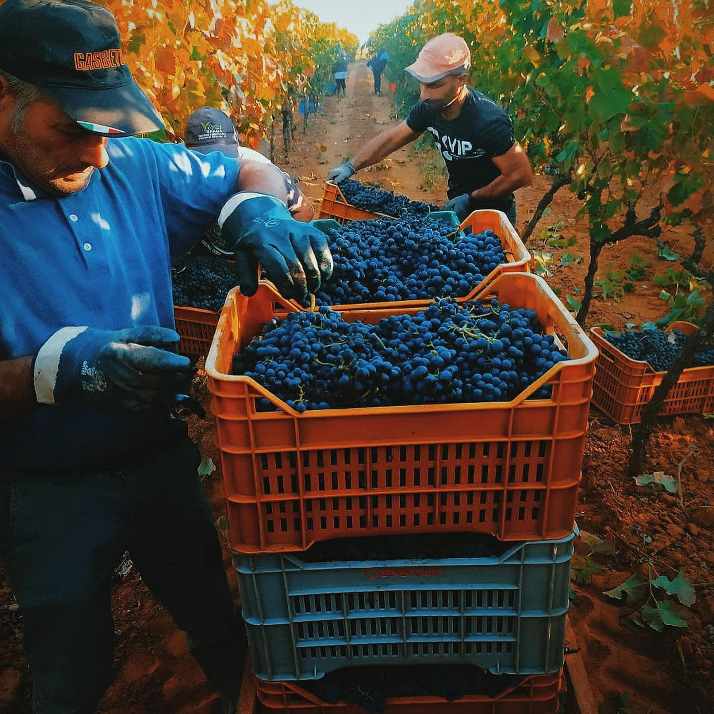 Logótipo de Botrugno Sergio Azienda Vitivinicola