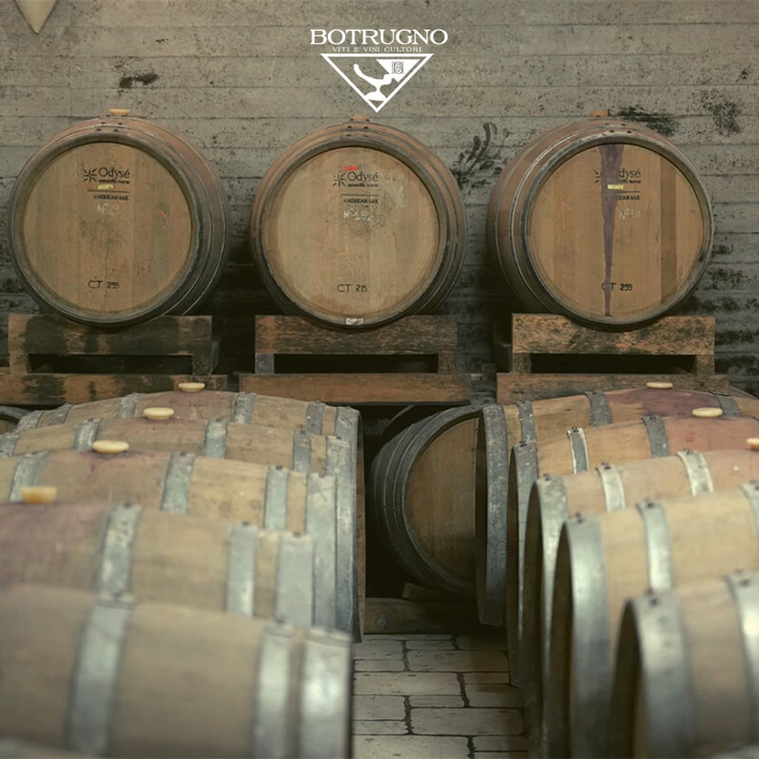 Destaque de Botrugno Sergio Azienda Vitivinicola