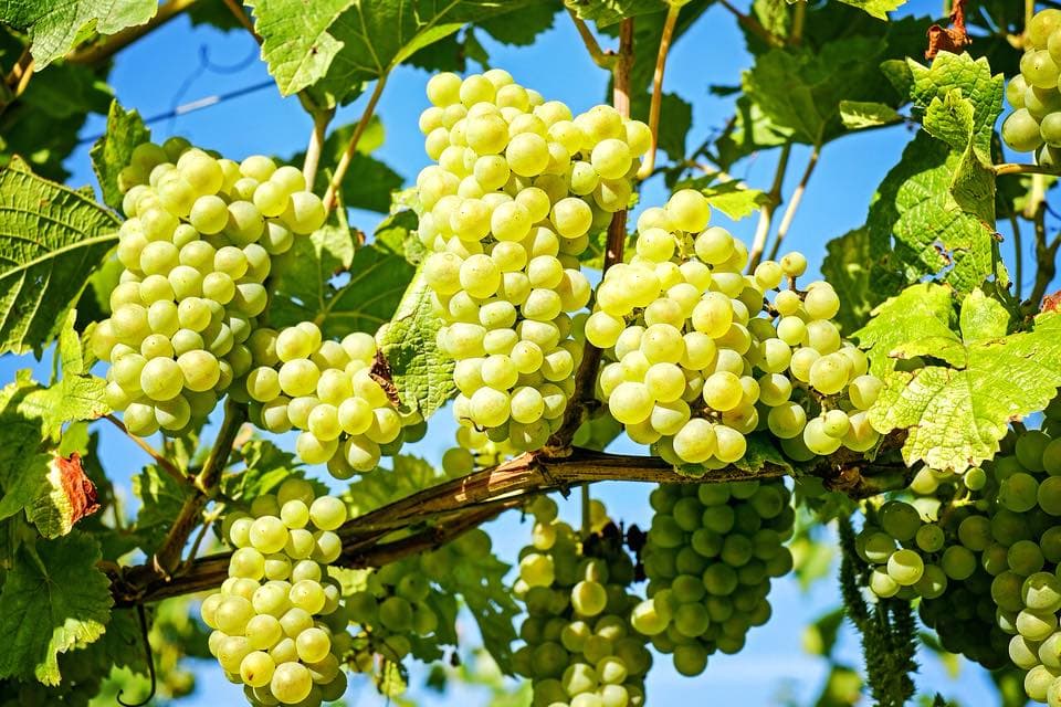 Weinprobe und Tour im Weingut Terra Madre Foto 5