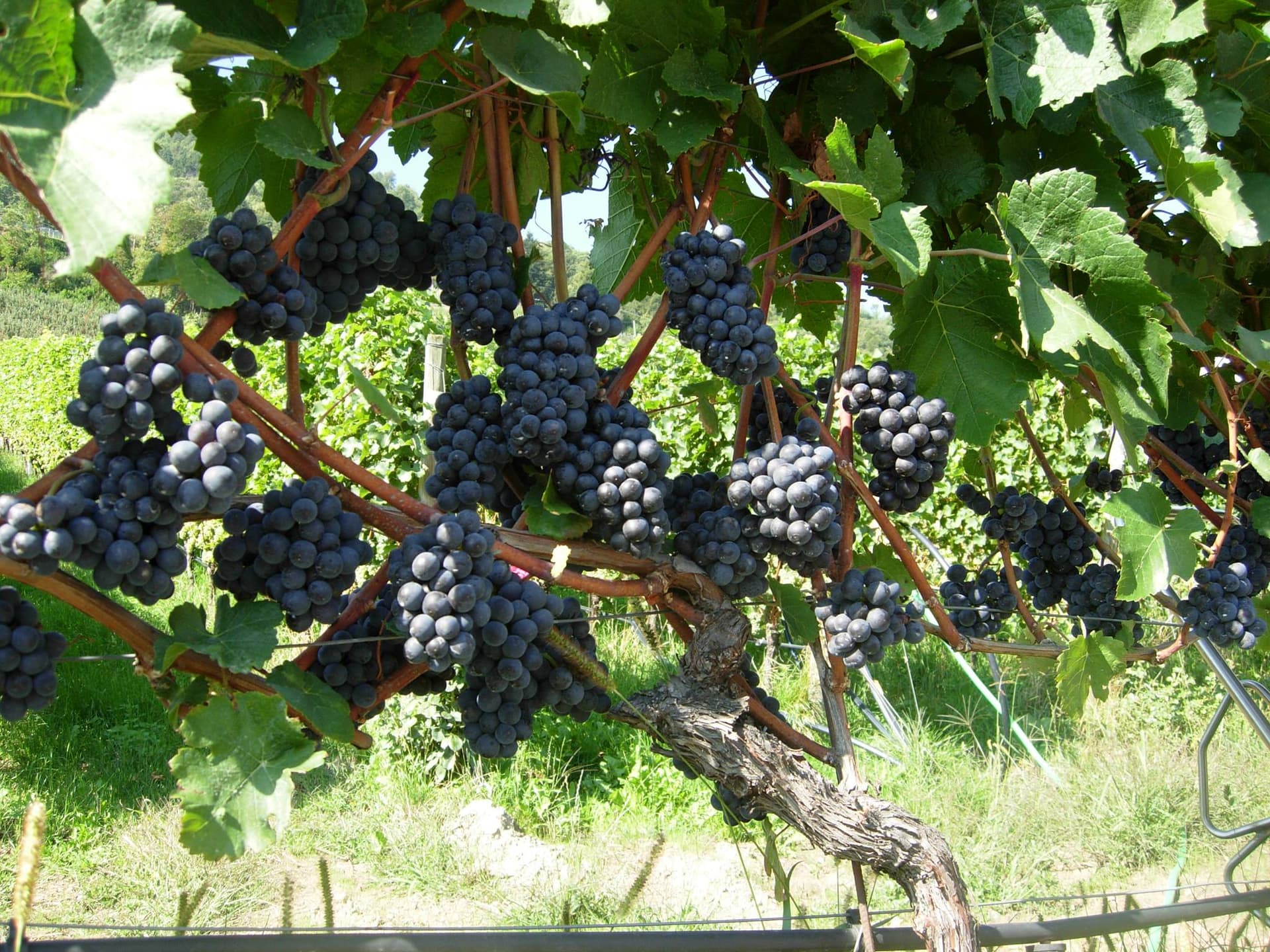 Weingut Plonerhof - St. Magdalena photo 1