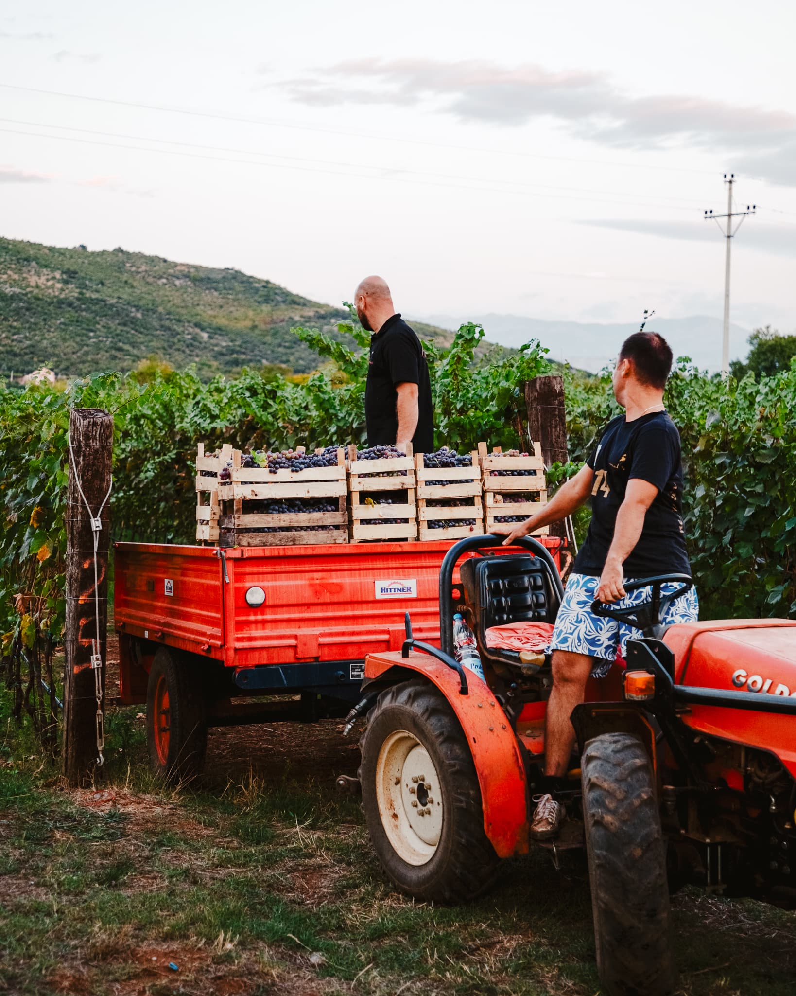 Winery Vukicevic foto 4