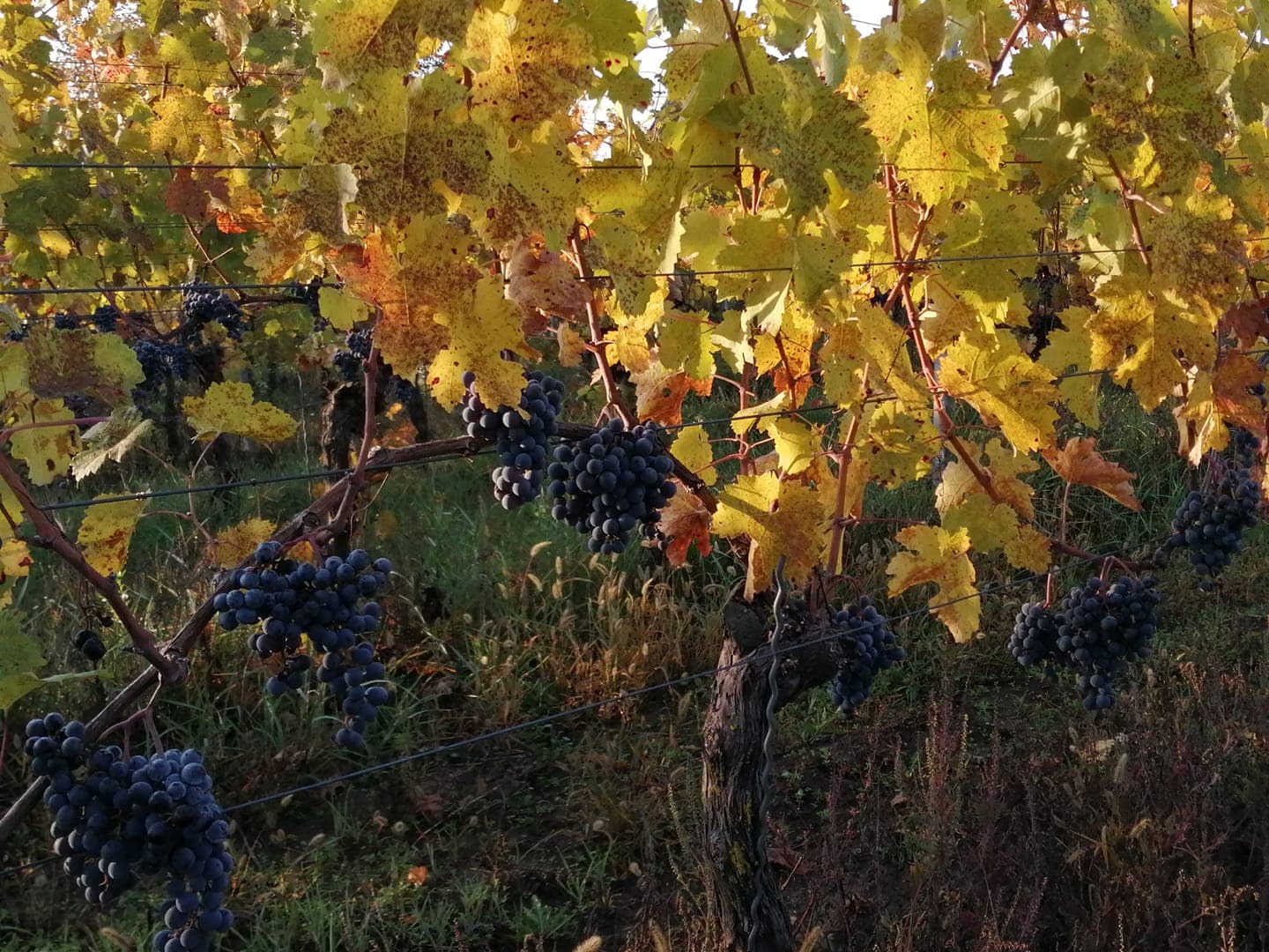Planina Borház Winery Highlight