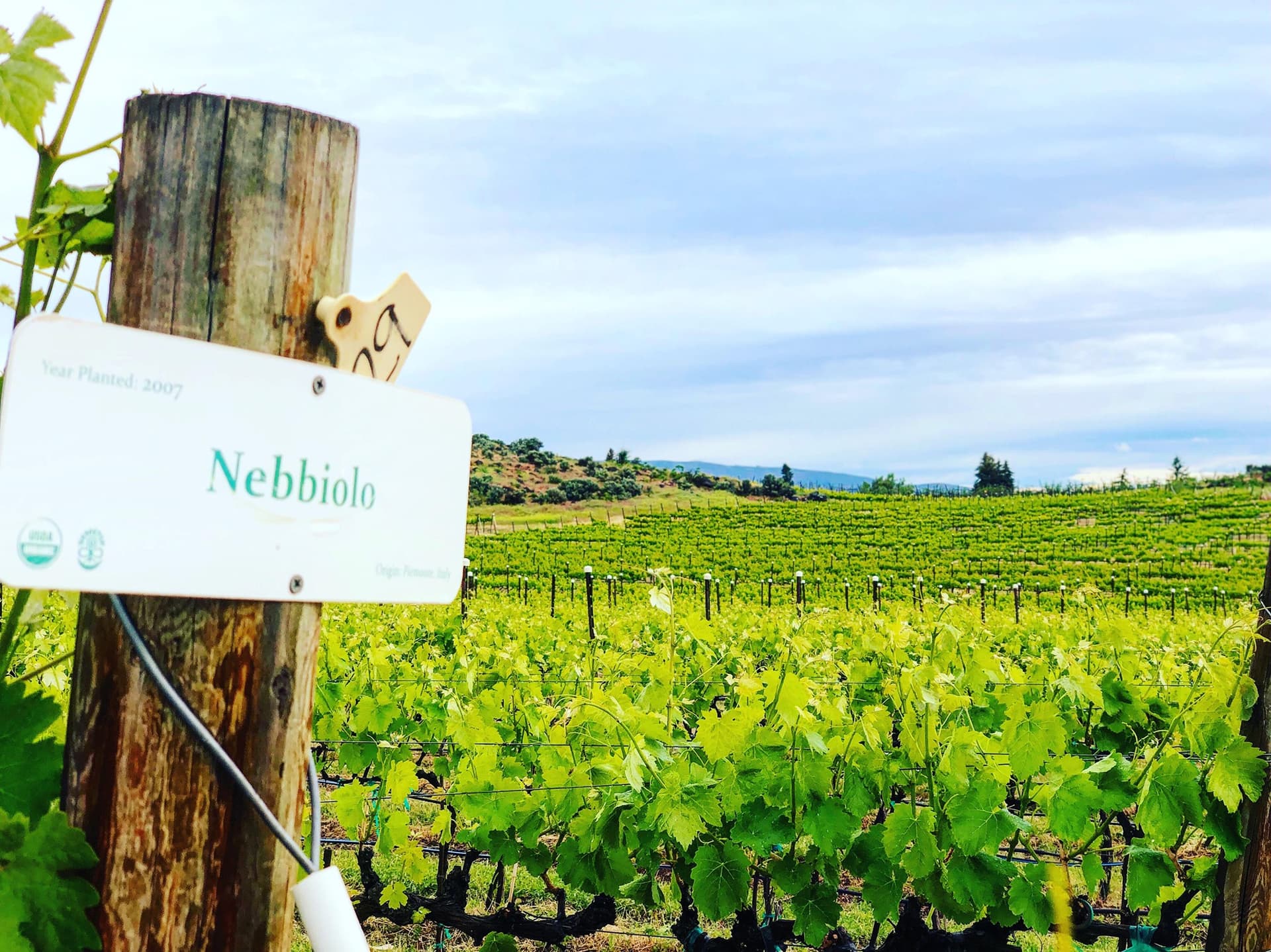 Degustazione di vini e tour presso il vigneto, l'azienda… foto 4