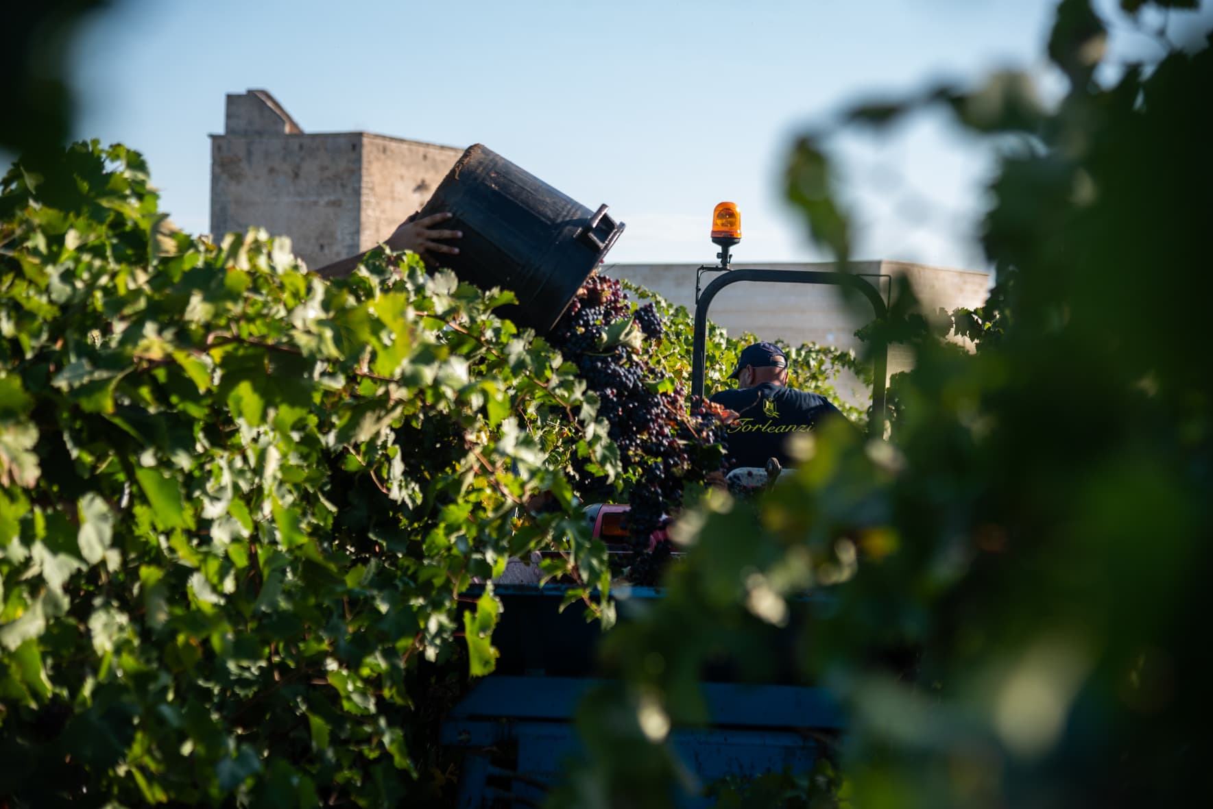 Sommelier Wine Experience presso la Cantina Torleanzi foto 5