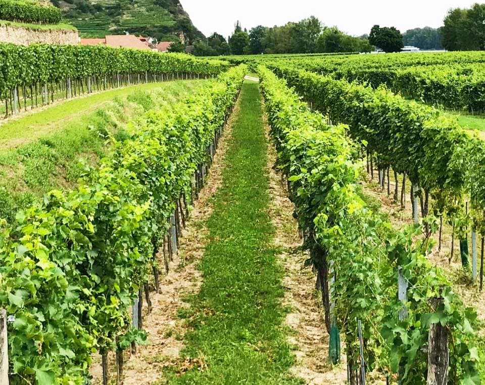 Visita e degustação no Weingut Gattinger foto 5
