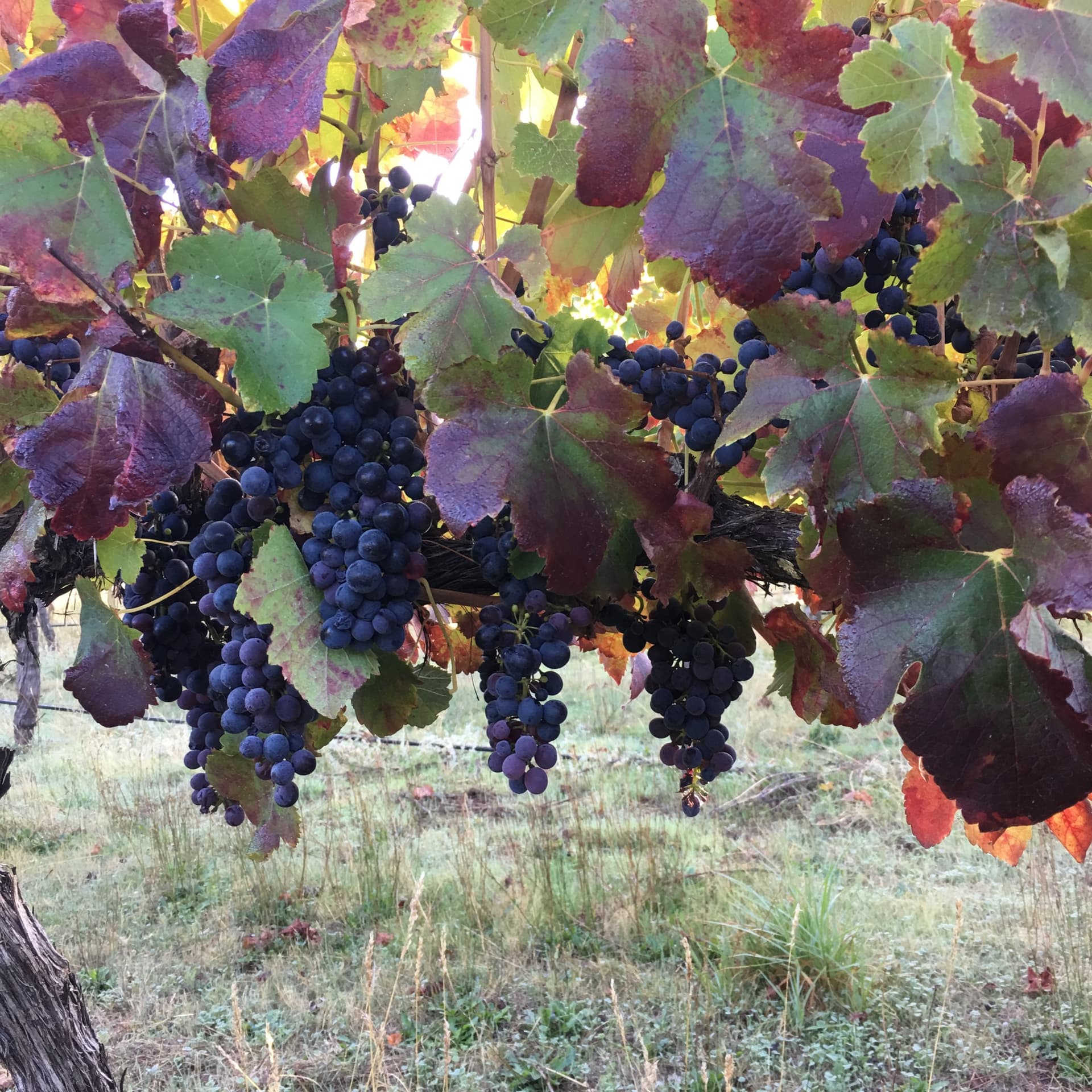 Western Australia Wine & Dine at Hidden River photo 3